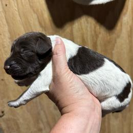 Granny Smith - Liver and white female German Wirehaired Pointer puppy in Mora, Minnesota from Reinberg Kennel