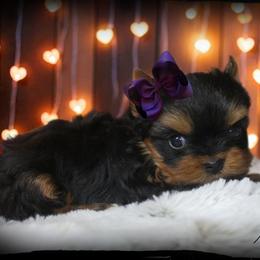 Axel - Black and tan male Yorkshire Terrier puppy in Warren, Michigan from Danielle's Yorkie & Shih Tzu Babies