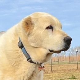 Bagi - Central Asian Shepherd Dog