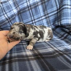 Pyrite - male Sporty Mix puppy in Menasha, Wisconsin from Kreger's K9s