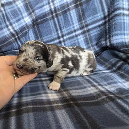 Pyrite - male Sporty Mix puppy in Menasha, Wisconsin from Kreger's K9s