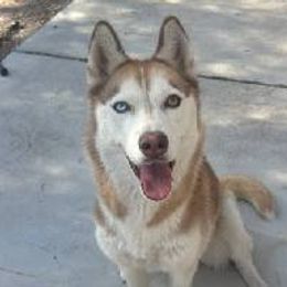 Lola - Siberian Husky puppy in Las Vegas, Nevada from Tranton Kennels