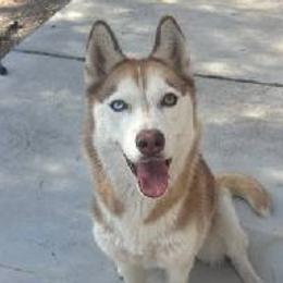 Lola - Siberian Husky puppy in Las Vegas, Nevada from Tranton Kennels