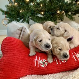 Golden Retriever Puppies from Bennett Goldens