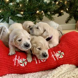 Golden Retriever Puppies from Bennett Goldens