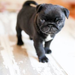 Xiaobing Yu - Black female Pug puppy in Placerville, California from Gold Leaf Farm Pugs