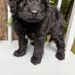 Goldendoodle and Golden Retriever Puppies from Darling Doodles of Licking County