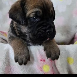 Black Collar - Fawn male Cane Corso puppy in Pylesville, Maryland from Safe Haven Cane Corso