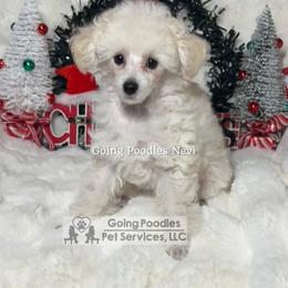 Nevi - White male Poodle puppy in Pueblo West, Colorado from Little Paws Poodles