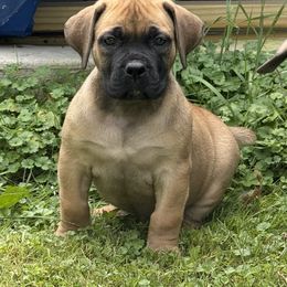 Maroon Collar - Reddish brown female Boerboel puppy in Manitowoc, Wisconsin from Mae Boerboel