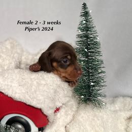 Girl 2 - Dachshund puppy from RJ's Miniature Dachshunds