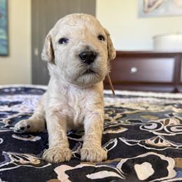 Miss Lavender Collar - Cream female Poodle puppy in Screven, Georgia from Dreamland Standard Poodles
