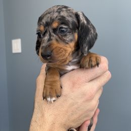 Dachshund Puppies from Weenie Bros