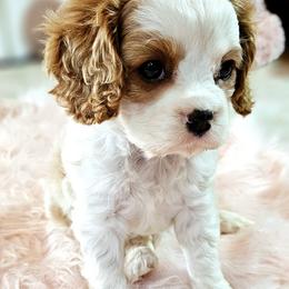 Snowflake - Blenheim female Cavalier King Charles Spaniel puppy in Marshfield, Missouri from Puppyloversplace