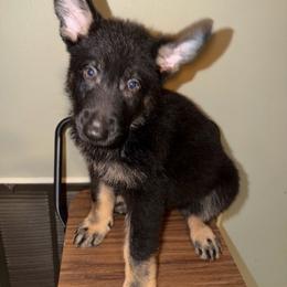 Noki - White Collar...Grey Collar - Bi-color male German Shepherd puppy in Davenport, Florida from Pray Love Shepherd Kennels