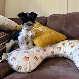 Miniature Schnauzer Puppies from Cali Sun-kissed Schnauzers