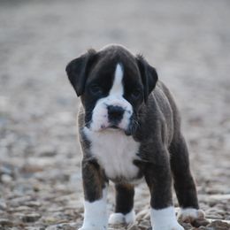 Boxer and Cane Corso Puppies from Soaring Royalty Canines LLC