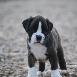 Boxer and Cane Corso Puppies from Soaring Royalty Canines LLC