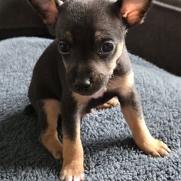 Bo - Black tan and white male Rat Terrier puppy in Dover, Ohio from Annette's Puppies