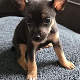Bo - Black tan and white male Rat Terrier puppy in Dover, Ohio from Annette's Puppies