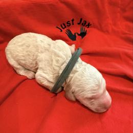 Boy 1 - Cream male Goldendoodle puppy in Houston, Texas from Were The Mack'Doodles
