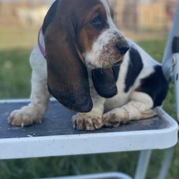 Basset Hound Puppies from Valley Bassets