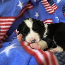 Border Collie Puppies from Bold North Border Collies
