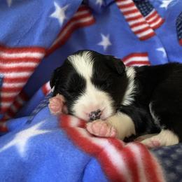 Border Collie Puppies from Bold North Border Collies