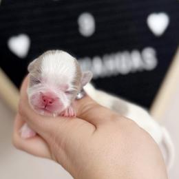 Reed - Chocolate blue male Chihuahua puppy in Harrison, Michigan from Cloud9 Chihuahuas