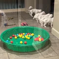 Clumber Spaniel Puppies from SunMagic Clumber Spaniels