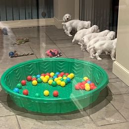 Clumber Spaniel Puppies from SunMagic Clumber Spaniels