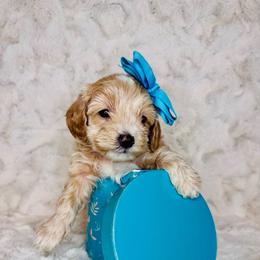 Fran - Cream female Maltipoo puppy in West Jordan, Utah from Mid Sized Maltipoos and More LLC