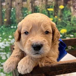 Biscuit - Cream male Goldendoodle puppy in The Woodlands, Texas from Gracie's Goldendoodles and Bernedoodles