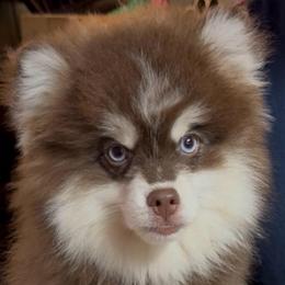 Kash - Chocolate male Pomsky puppy in Spring Hill, Florida from PDQ Pomskies