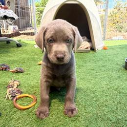 Orange collar - Silver male Dilute Retriever puppy in Valley Center, California from Stunning Silver Bullets Labradors