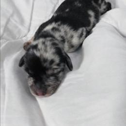 Ivy - Dapple female Dachshund puppy in Buckeye, Arizona from Duran Dachshunds