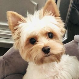 Zoey  - Biewer Terrier