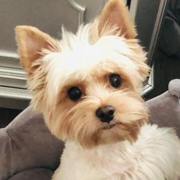 Zoey  - Biewer Terrier