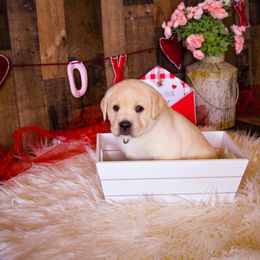 Labrador Retriever Puppies from Prince Labradors