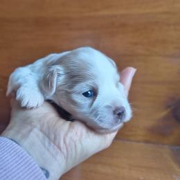 Freedom - White and chocolate female Chinese Crested puppy in Frederick, Maryland from Lovable Cresteds