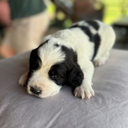Ice - Black and white English Springer Spaniel puppy in Hillsboro, Virginia from Hillsboro Springers