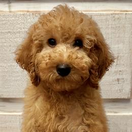 Bernedoodles, Goldendoodles, and Havapoos from Kruger Doodles
