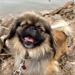 Ducky - Pekingese