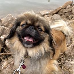 Ducky - Pekingese