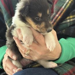 Tiare - Black white and tan female Collie puppy in Beaver, Oklahoma from Lawson’s Lassies