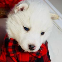 Roux - White male Siberian Husky puppy in Atlanta, Georgia from Lobban Huskies
