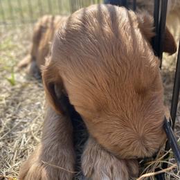 Goldendoodle Puppies from North Star Dog Training