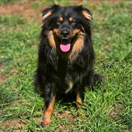 Mojo - Australian Shepherd