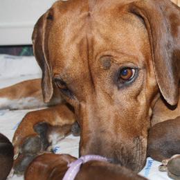 Rhodesian Ridgebacks from Toiyabe Rhodesian Ridgebacks