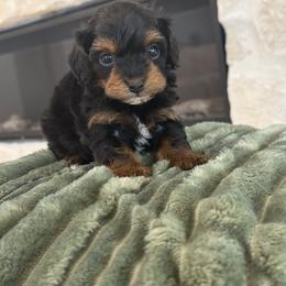 Bernedoodle, Cavapoo, Havanese, and Havapoo Puppies from Lady Paws Puppies - Cassie